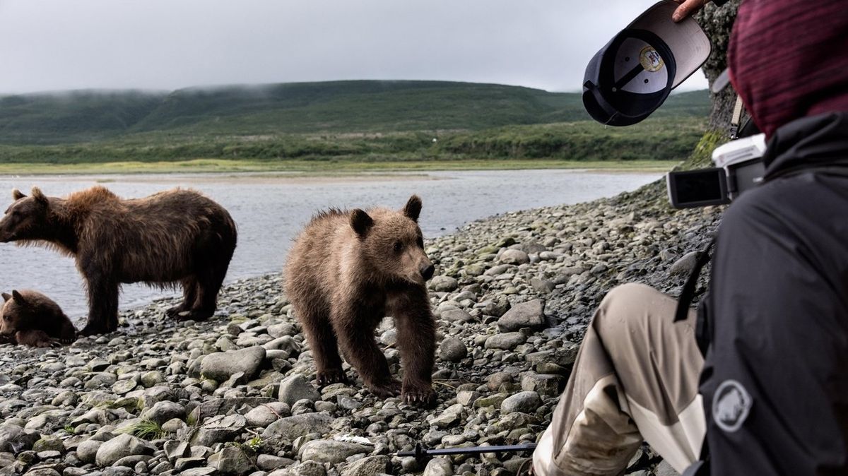 Šest procent Američanů věří, že by obstáli v pěstním souboji proti grizzlymu